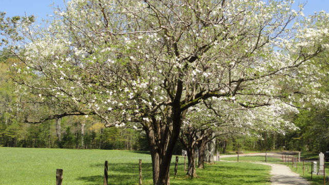 Dogwood tree