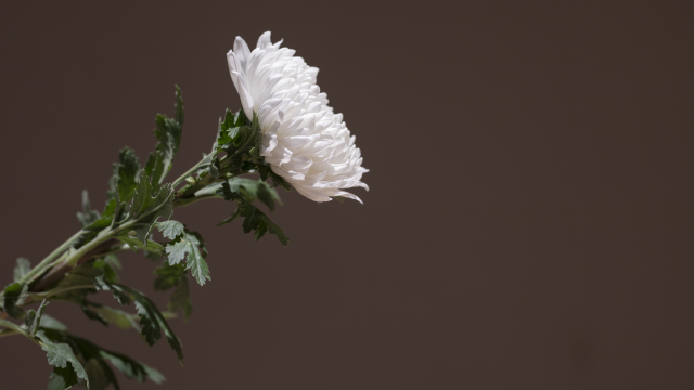 Crisanthamum flower