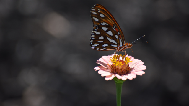 Butterfly on a flower
